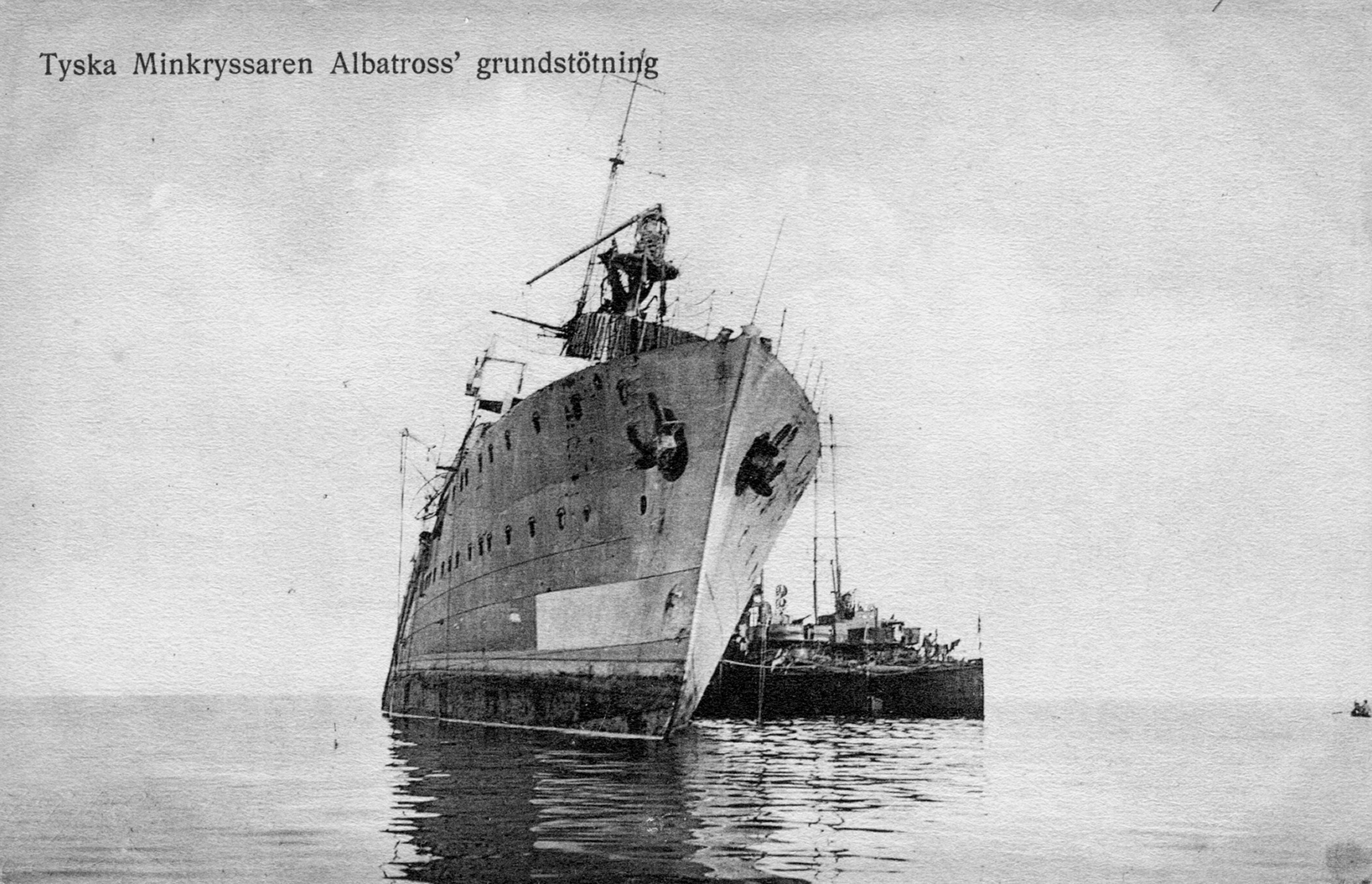 Albatross