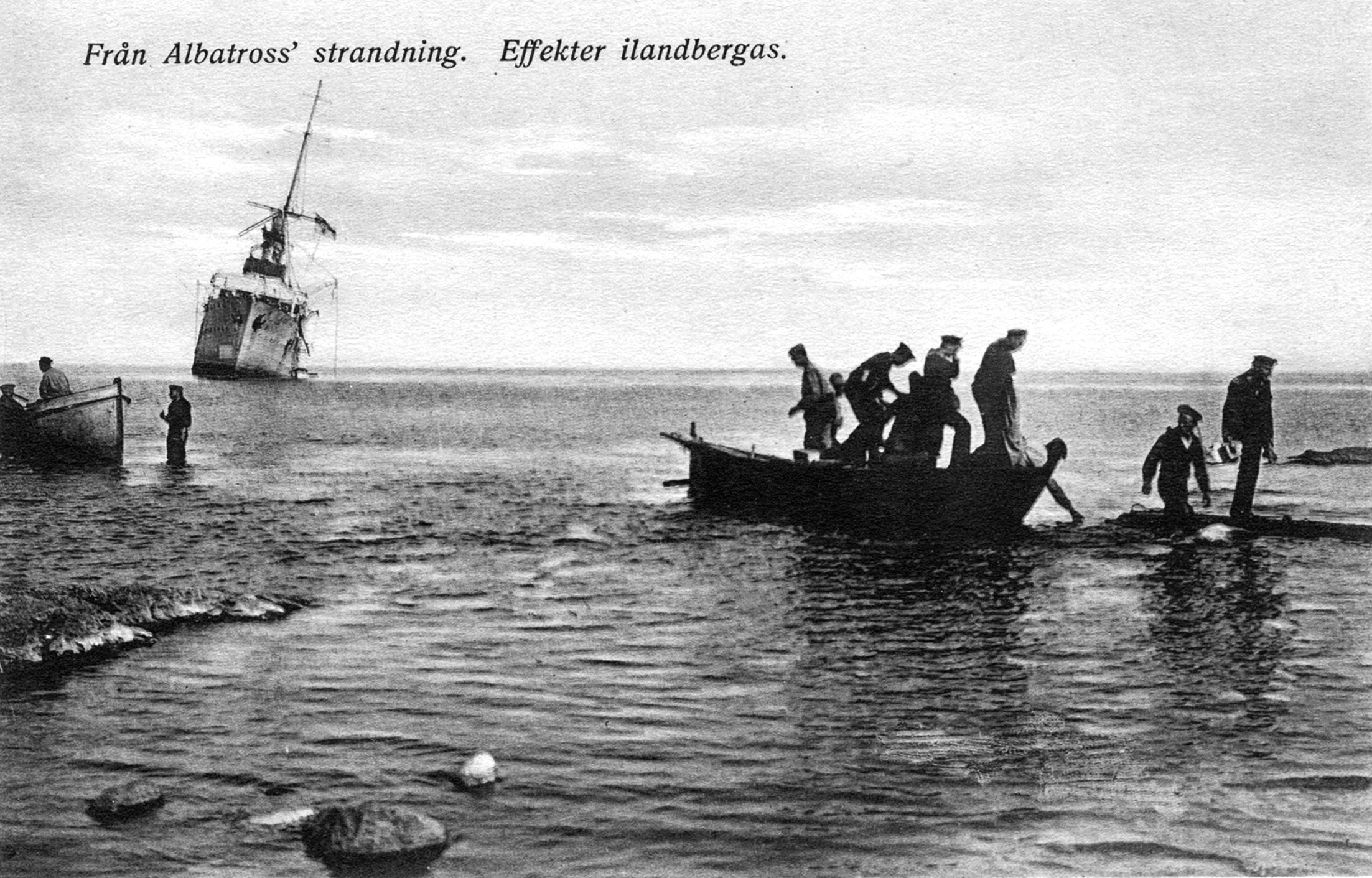 Albatross