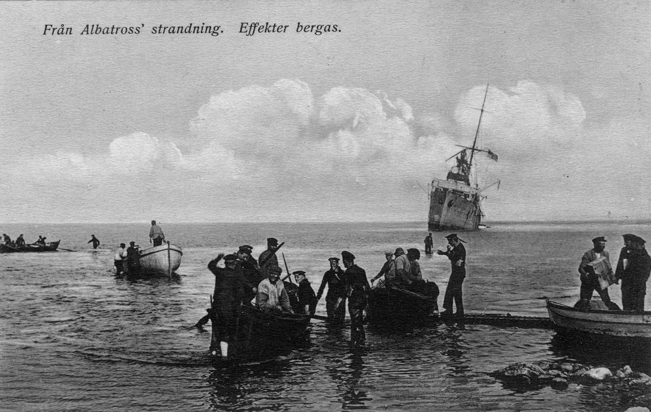 Albatross