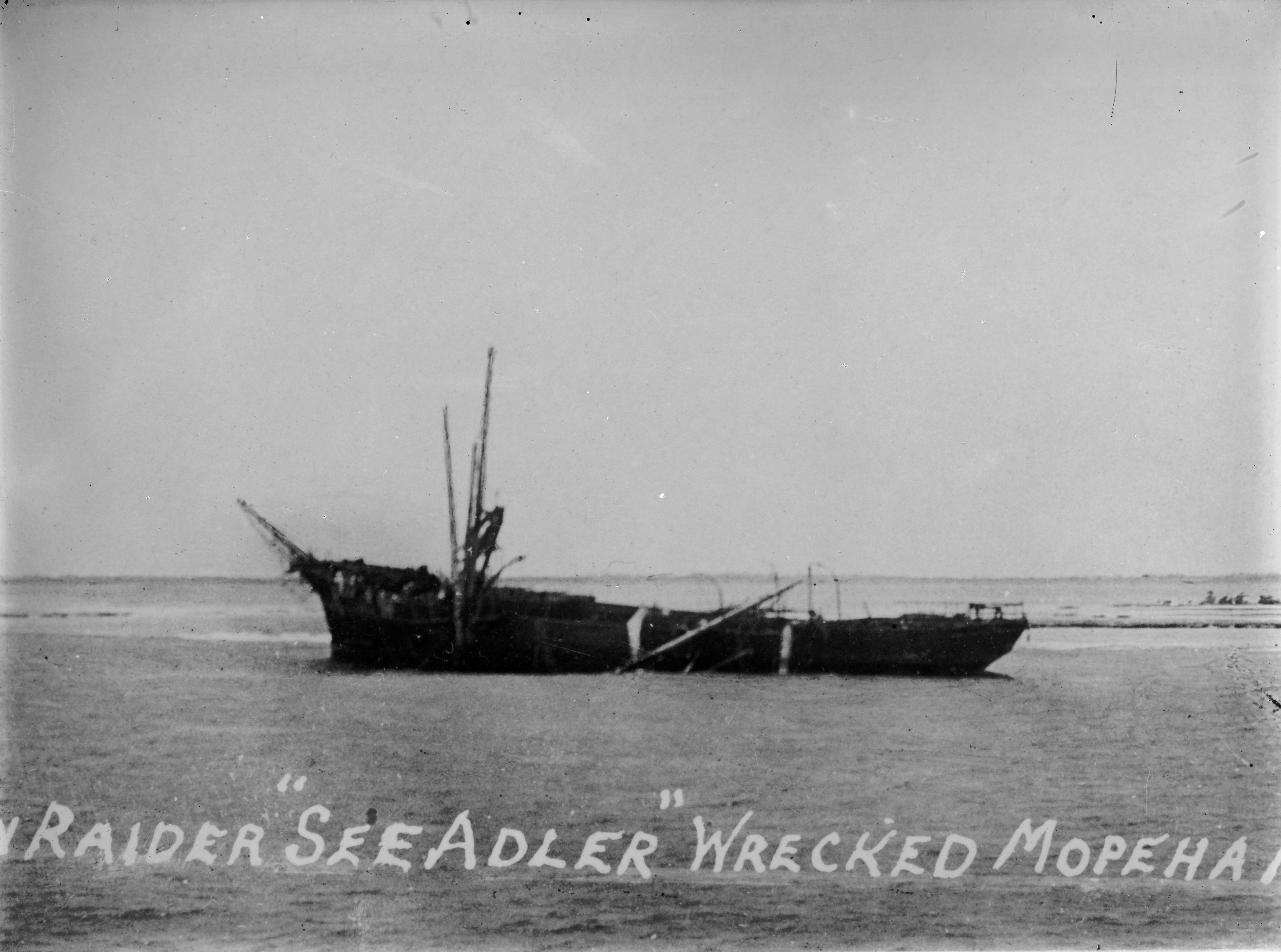 Seeadler